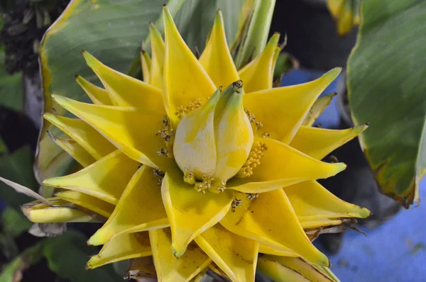 Yellow banana flower — Stock Photo, Image