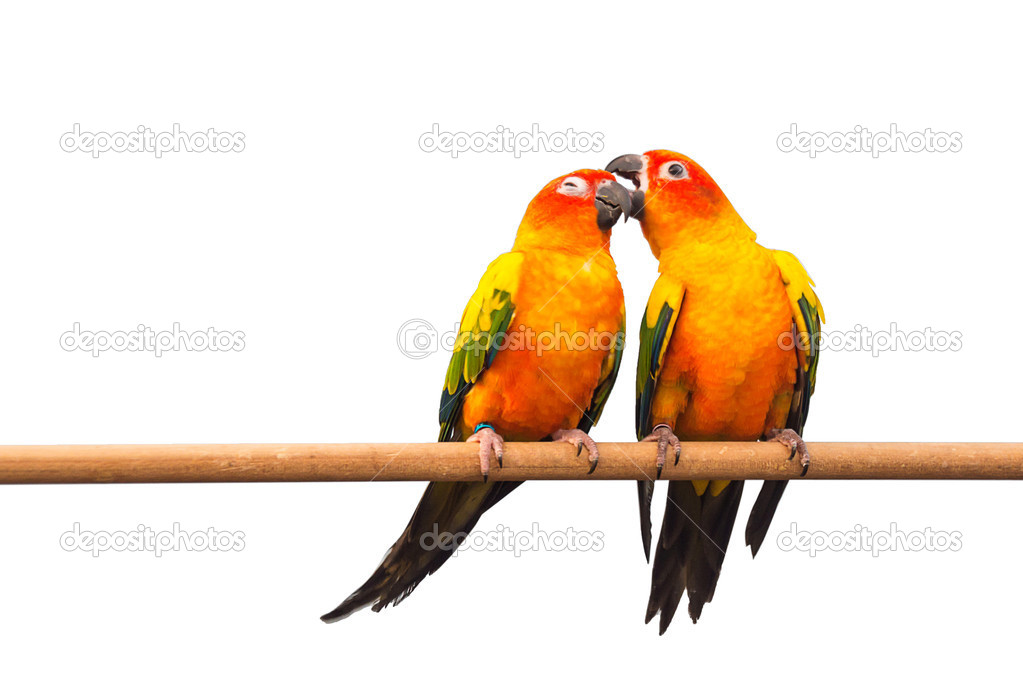 Pair of Colorful Sun Conure