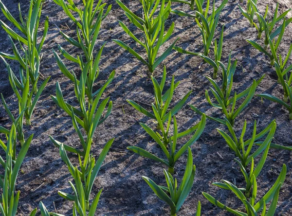 Die geordneten Reihen von jungem Knoblauch. — Stockfoto