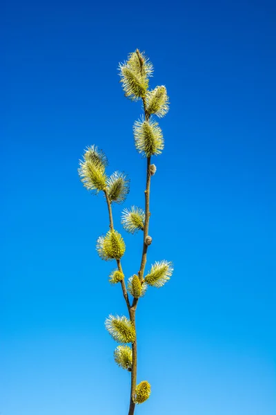 Twig sent out by the kidneys. — Stock Photo, Image