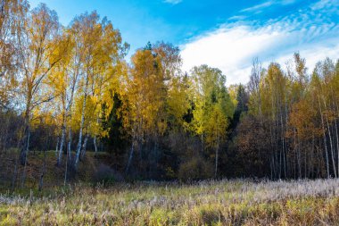Sarı yapraklı huş ağaçları ve mavi gökyüzünde beyaz bulutları olan bir orman.. 