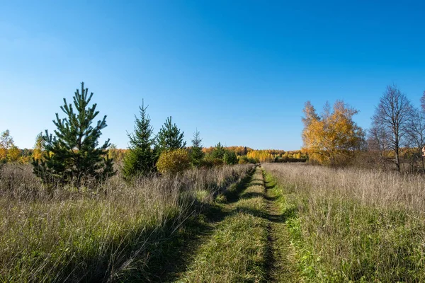 晴れた日に秋の森につながる生い茂った草の道 ロシア — ストック写真