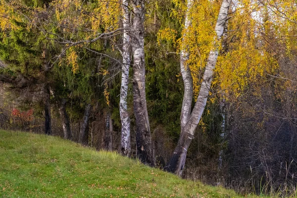 白桦树树干 青草在秋日的前景 — 图库照片