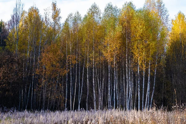 Troncos Brancos Vidoeiros Finos Altos Com Folhas Amarelas Fundo Escuro — Fotografia de Stock