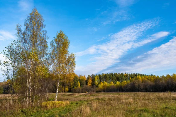 Herbstlandschaft Mit Birken Vordergrund Und Blauem Bewölkten Himmel Russland — Stockfoto