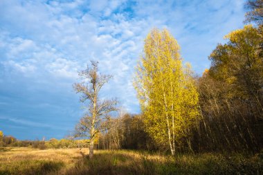 Sarı yaprakları olan yalnız bir huş ağacı ve Rusya 'da bir sonbahar ormanının arka planında yapraksız büyük bir ağaç.. 