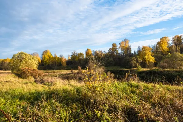 Schöne Herbstlandschaft Mit Hohem Trockenem Gras Und Wald Mit Bäumen — Stockfoto