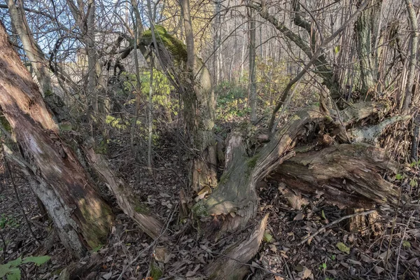 Die Überreste Des Stammes Eines Alten Verrotteten Baumes Verstreut Auf — Stockfoto