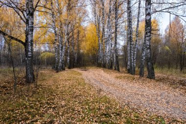 Sonbahar bulutlu bir günde, Rusya 'da huş ağaçlarının arasında sarı yapraklı bir yol..