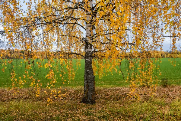 白桦树树干一种树干 有低垂的细枝 黄叶在绿色的田野背景上 — 图库照片