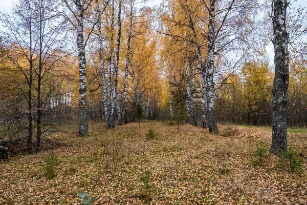 Vicolo Betulla Con Foglie Gialle Una Giornata Nuvolosa Autunnale Russia — Foto Stock