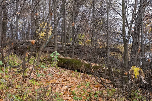 Толстый Ствол Старого Полугнилого Дерева Лежащего Земле Осенний День — стоковое фото