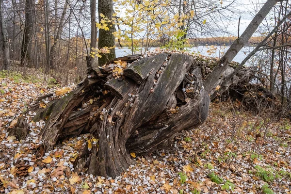Толстый Ствол Старого Полугнилого Дерева Лежащего Земле Осенний День — стоковое фото
