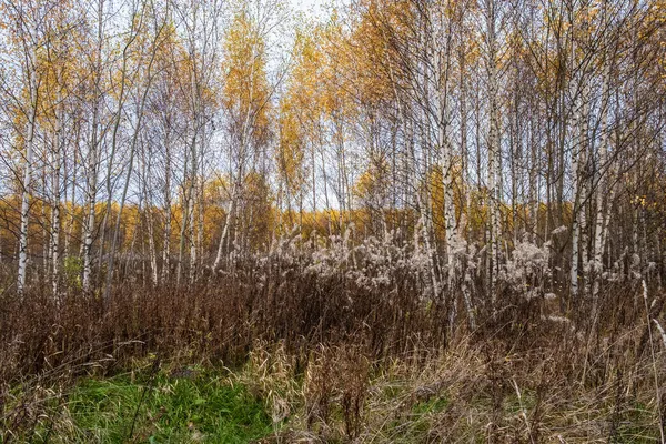Cienkie Białe Pnie Brzozowe Pozostałościami Żółtych Liści Rosja — Zdjęcie stockowe