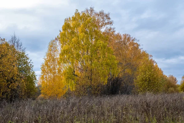 Fundo Grama Alta Seca Árvores Com Folhas Laranja Amarelas Dia — Fotografia de Stock