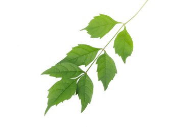 Kampüsün yeşil yaprağı beyaz arkaplanda izole edilmiş.