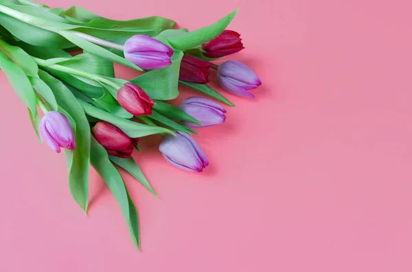 Bouquet of purple and red tulips on a pink background