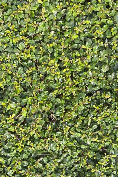 Gröna blad vägg för bakgrund eller textur. Fukien Tea tree, filippinska Tea tree, Scorpionbush tree, Ehretiaceae — Stockfoto
