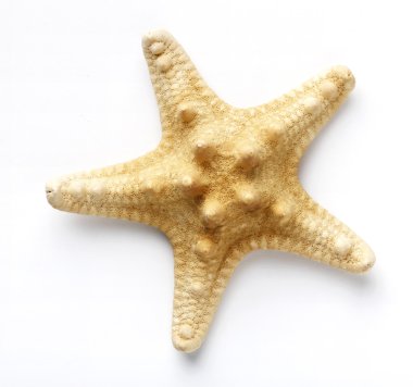 Starfish isolated on white background. Sea stars and shells clipart