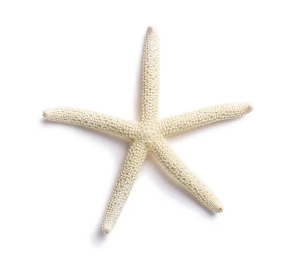 Witte vinger starfish geïsoleerd op een witte achtergrond. zeesterren en schelpen. — Stockfoto