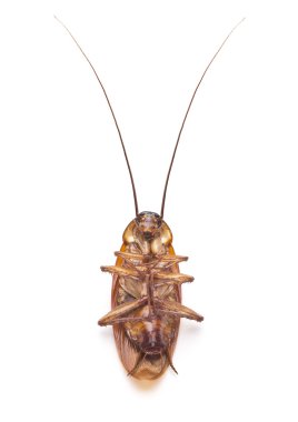 Dead cockroach, creepy, disgust, ugly insect in kitchen or house clipart