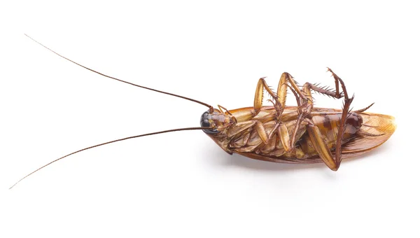 Dode cockroach griezelig, walging, lelijke insect in keuken, huis. — Stockfoto