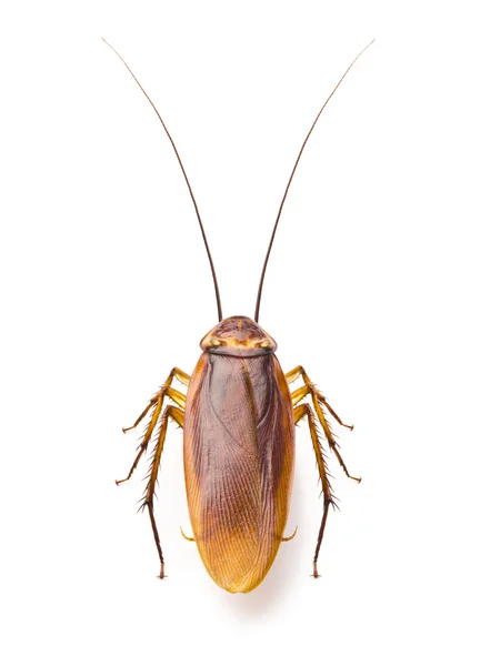 Chiudi scarafaggio, raccapricciante, disgusto, brutto insetto in cucina o in casa — Foto Stock