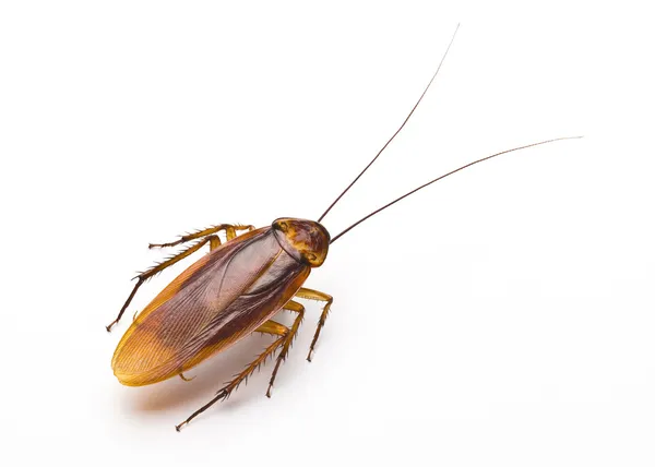 Cerca de cucaracha, espeluznante, disgusto, feo insecto en la cocina o casa —  Fotos de Stock