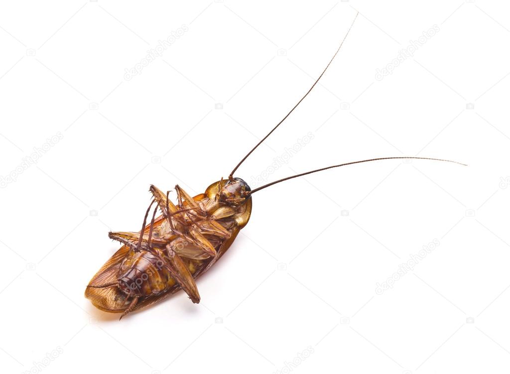 Dead cockroach isolated on a white background. creepy, disgust insect in house, kitchen.
