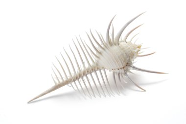 Venüs tarağı Labraunda'ya kabuk. Beyaz arka plan üzerinde izole bir kabuklu deniz hayvanı kabuğu