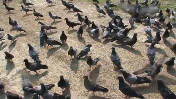 Taubenschwarm auf dem Gehweg, Fußweg fliegt in den Himmel — Stockvideo