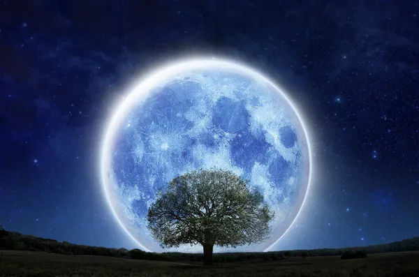 超级满月与轮廓树在夜空的高山森林 独木舟树展独居 万圣节 拯救自然 全景下绿色草地上的轮廓树 蓝色的大月亮 — 图库照片