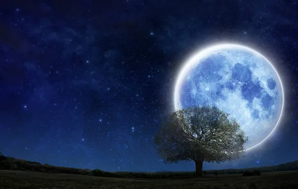 超级满月与轮廓树在夜空与文字复制空间 独木舟独居 万圣节 拯救自然的理念 青草地上的轮廓树 蓝色的大月亮 — 图库照片