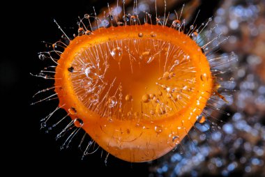 mantar portakal ve bokeh, cookeina