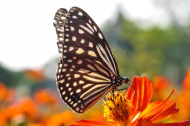 kelebek emme nektarı