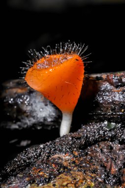 doğal, cookeina üzerinde mantar portakal