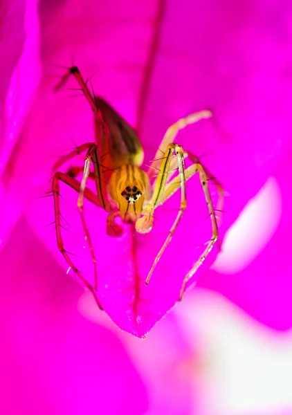 Aranha em pétala — Fotografia de Stock