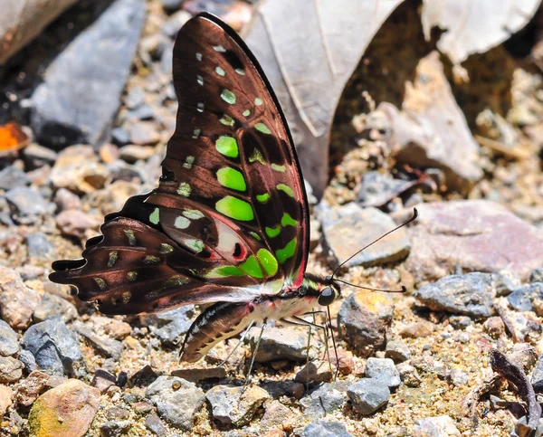 Gaio manchado de borboleta — Fotografia de Stock