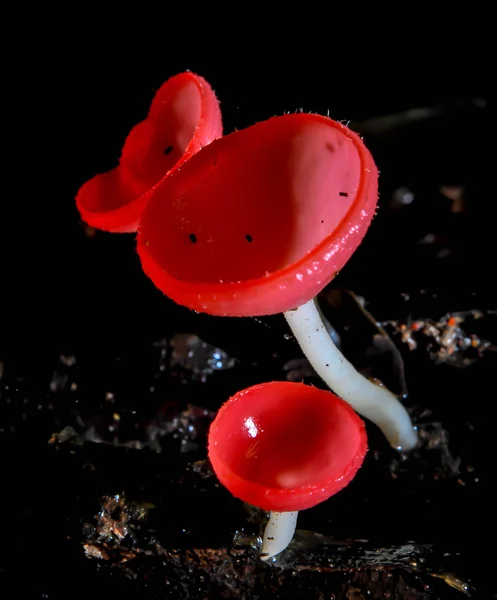 Mushroom champange — Stockfoto