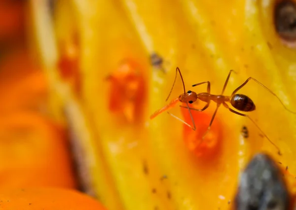 Formiga vermelha comendo — Fotografia de Stock