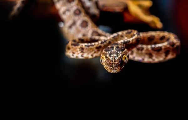 Python reticulado, Serpente . — Fotografia de Stock