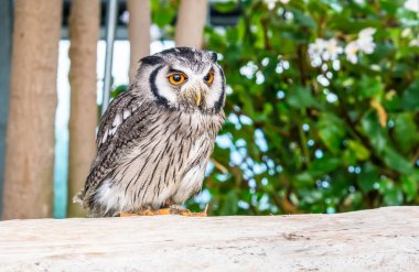 Owl bird