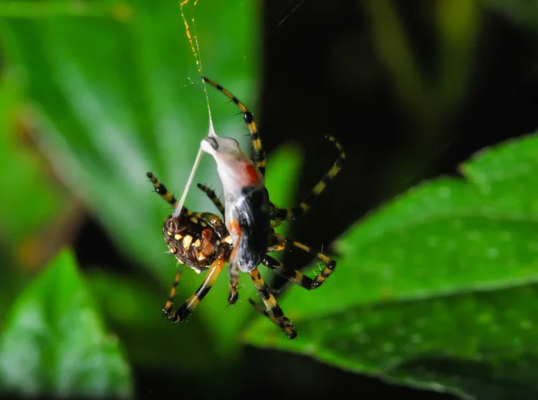 Aranha matar vítima — Fotografia de Stock