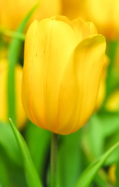 Gelbe Tulpe — Stockfoto