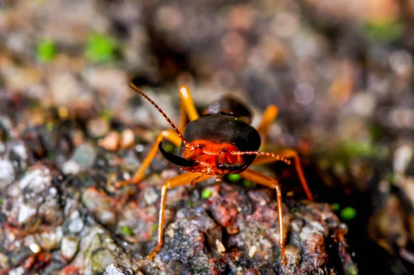 Face of termite — Stock Photo, Image