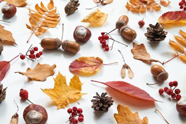 Düşen yapraklar. Sonbahar renkleri. Sonbahar deseni. Akçaağaç, meşe, korna ve meşe palamudu, kestane, dağ külü ve koni yaprakları. Beyaz ahşap bir masada sonbahar süsü.
