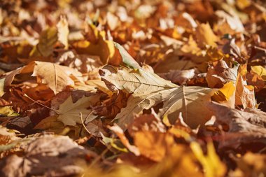 Yere düşen akçaağaç yaprakları. Sonbahar renkleri. Düşen yapraklar. Dünyanın etrafında sonbahar. Sonbahar titreşimleri. Yatay fotoğrafçılık.