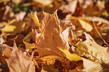 Yere düşen akçaağaç yaprakları. Sonbahar renkleri. Düşen yapraklar. Dünyanın etrafında sonbahar. Sonbahar titreşimleri. Yatay fotoğrafçılık.