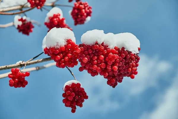 Ветка Красного Вибурнума Покрытая Белым Снегом Фоне Голубого Неба Лицензионные Стоковые Изображения