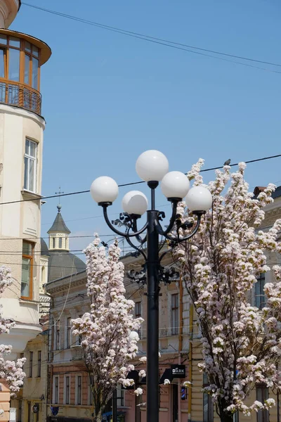 Chernivtsi Ukraine 2022 Blossoming Sakura Tree Background Houses Street Lamp — Stock fotografie